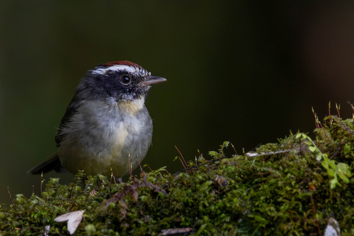 Black-cheeked Warbler - ML625617586