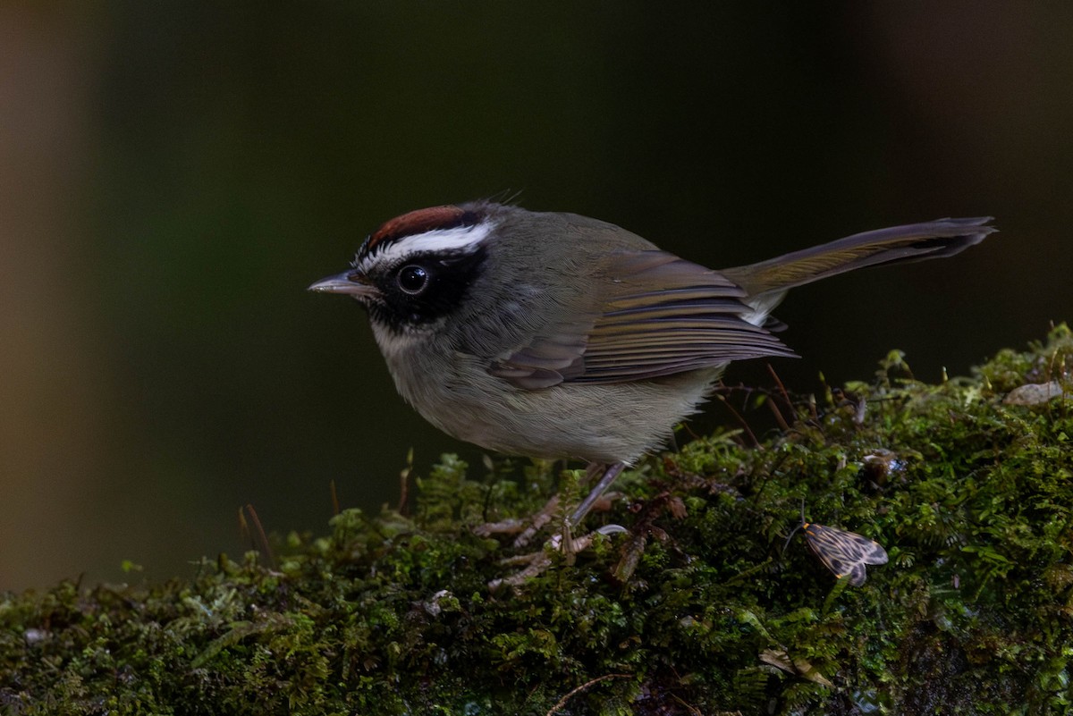 Black-cheeked Warbler - ML625617587