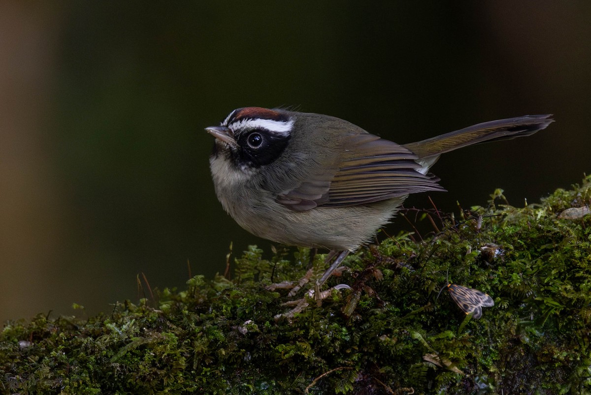 Black-cheeked Warbler - ML625617588