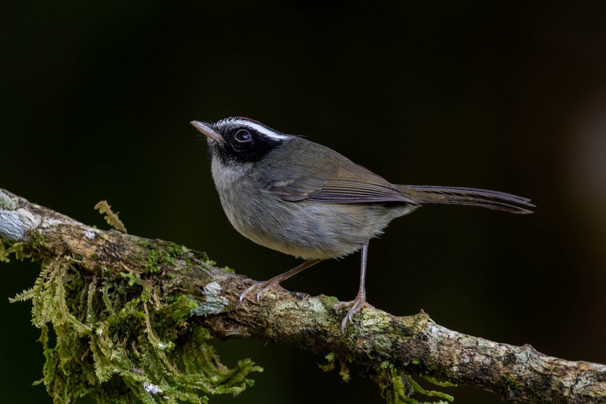 Black-cheeked Warbler - ML625617589