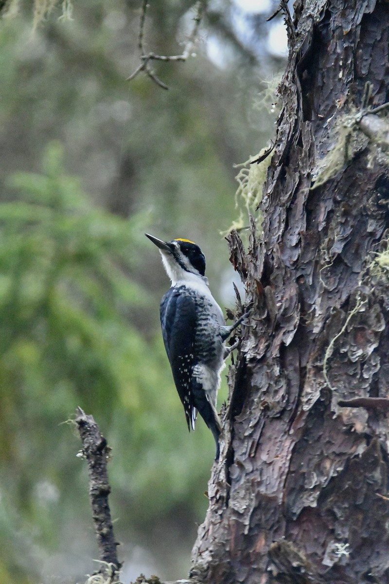 Black-backed Woodpecker - ML625617618