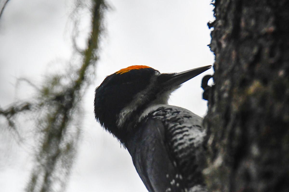 Black-backed Woodpecker - ML625617619