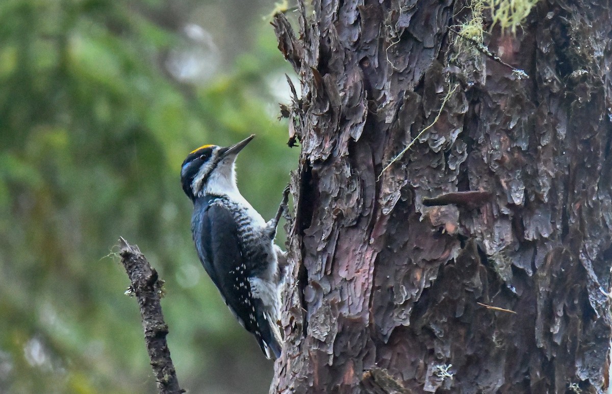 Black-backed Woodpecker - ML625617628