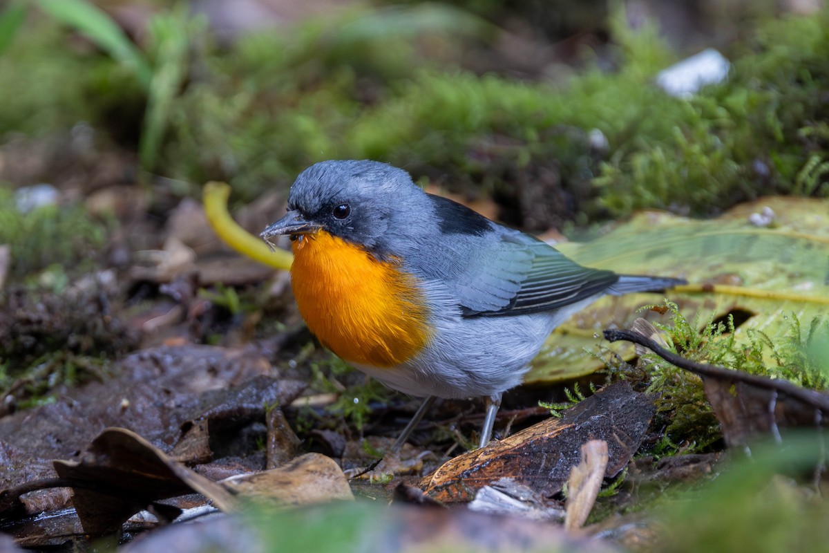Flame-throated Warbler - ML625617674