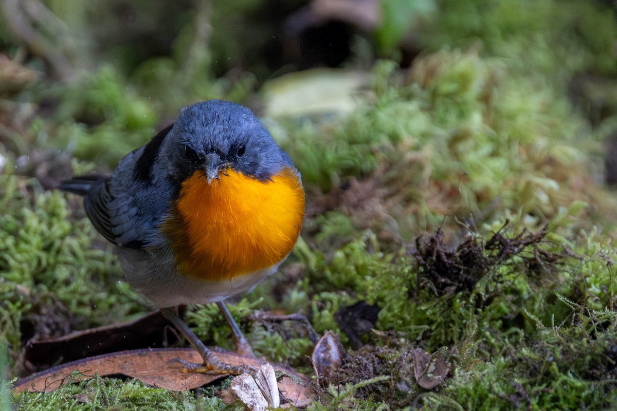 Flame-throated Warbler - ML625617675