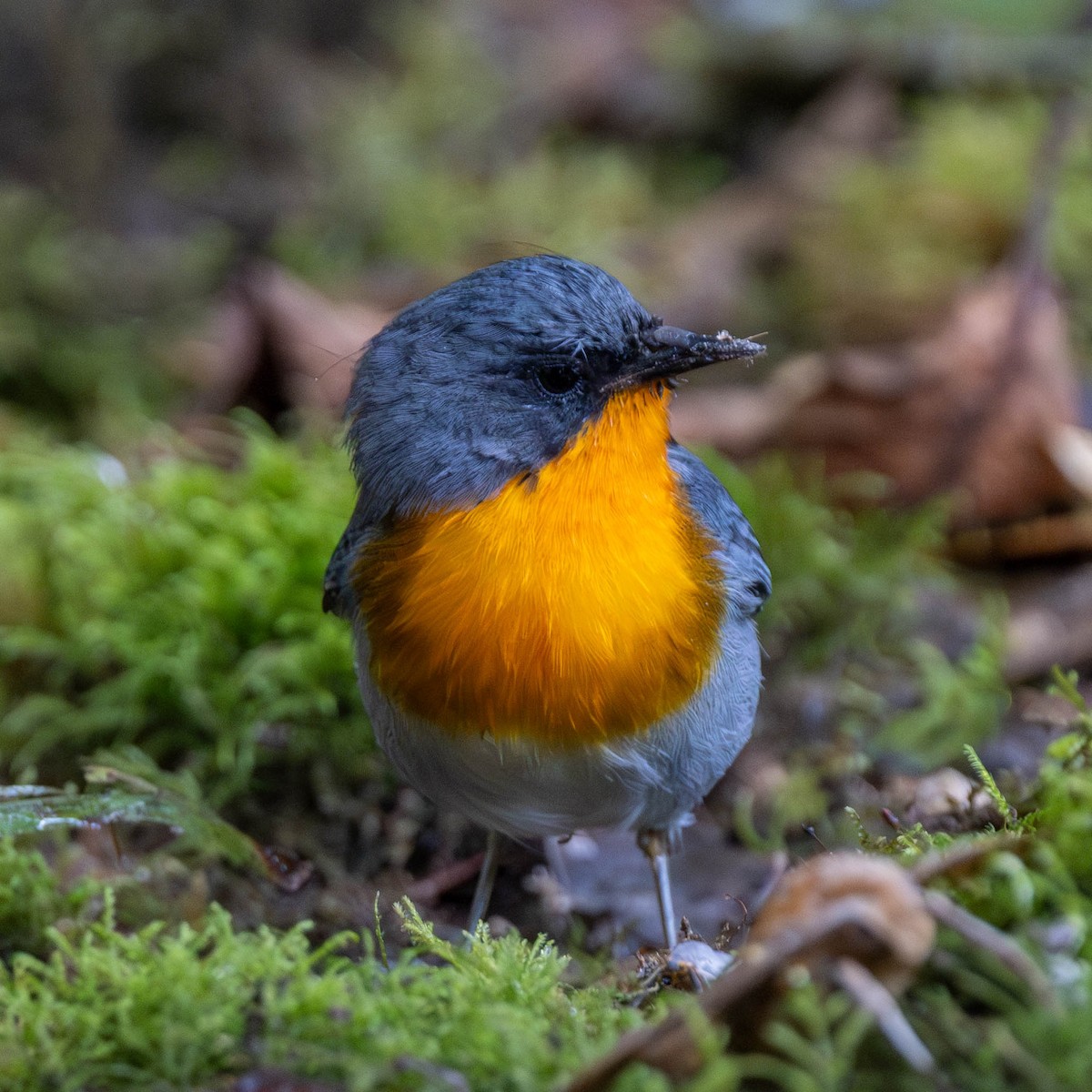 Flame-throated Warbler - ML625617676