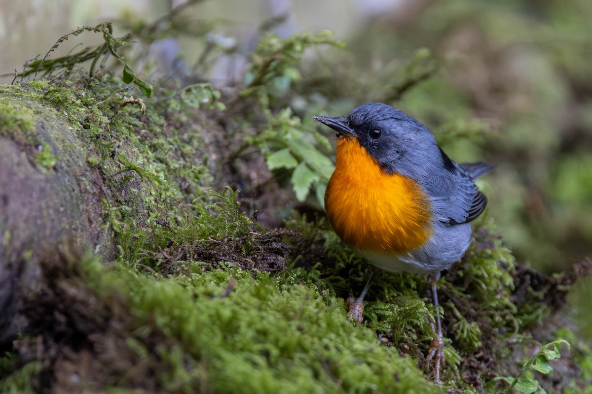 Flame-throated Warbler - ML625617678