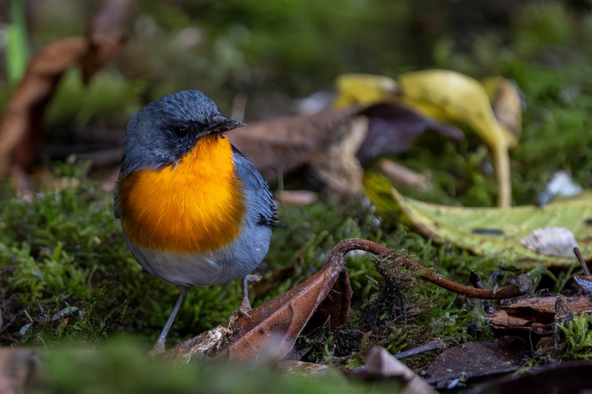 Flame-throated Warbler - ML625617679