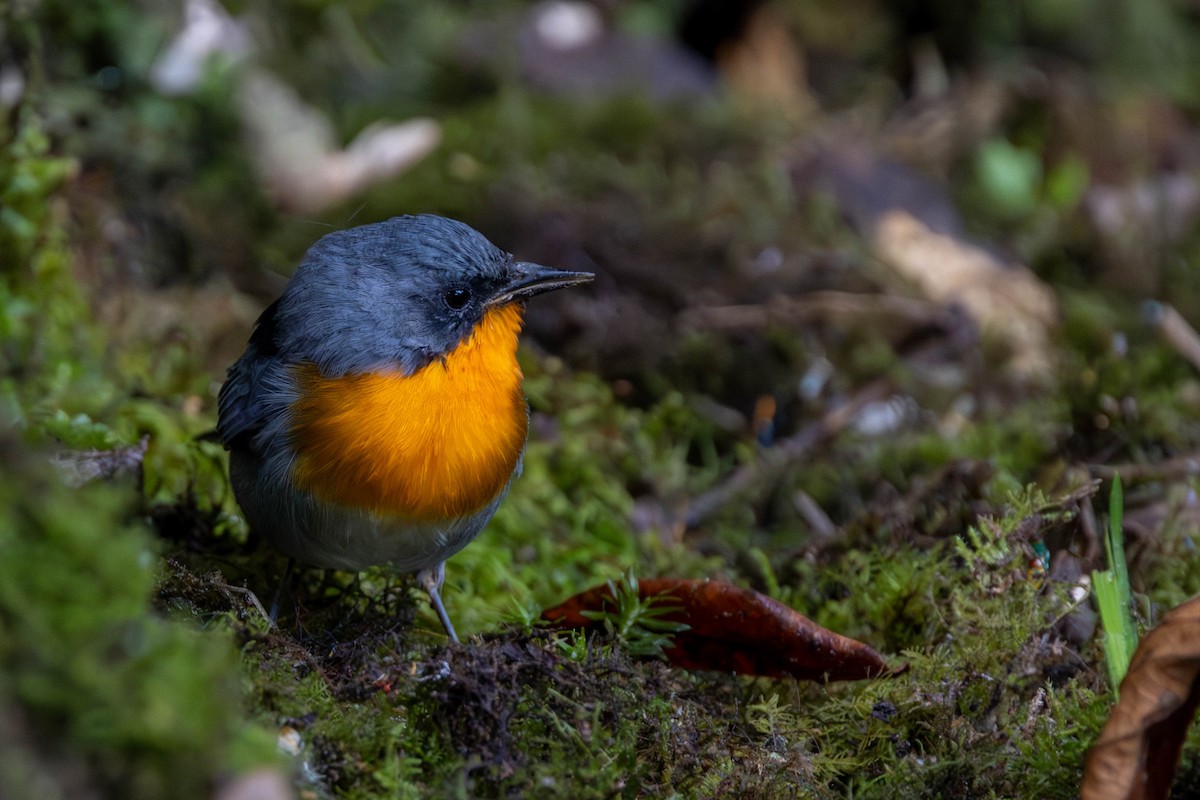 Flame-throated Warbler - ML625617680