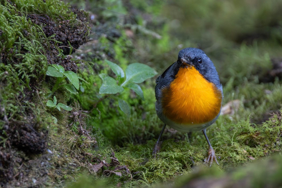 Flame-throated Warbler - ML625617681