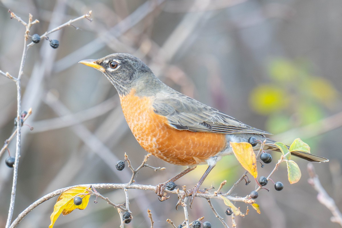 American Robin - ML625617769