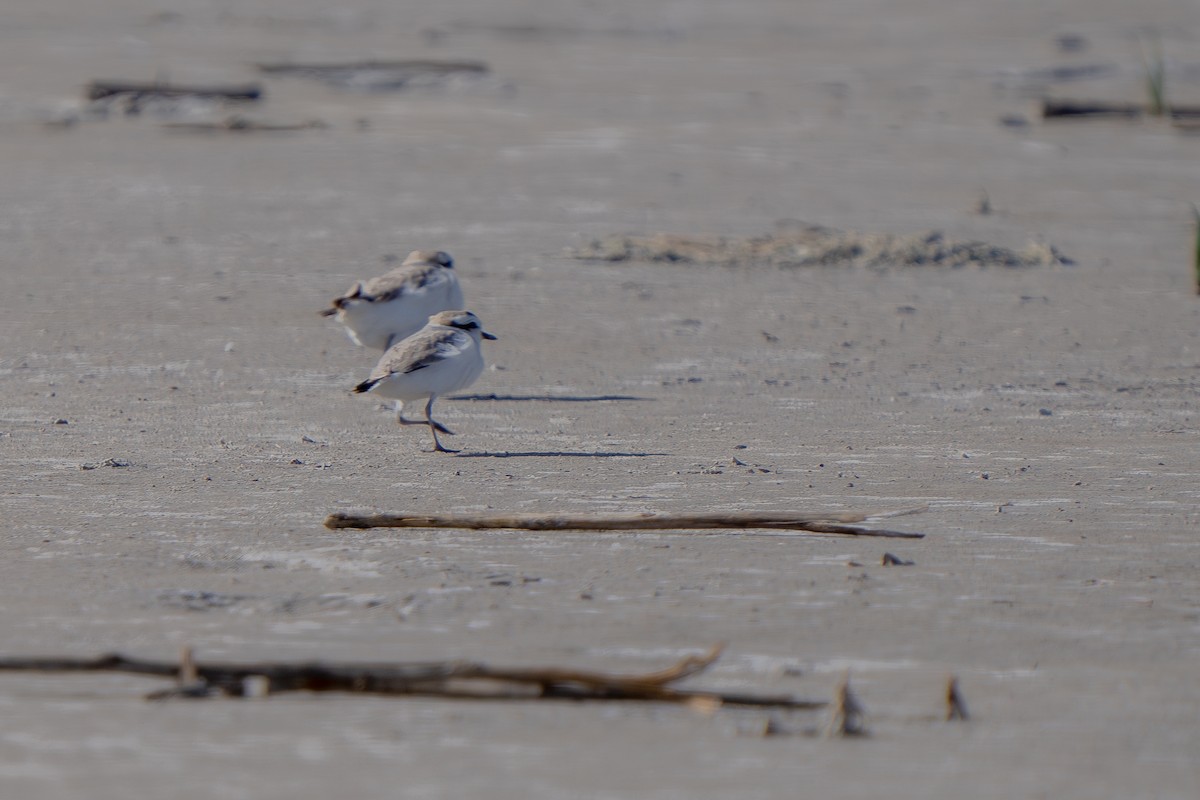 Snowy Plover - Robert Raker