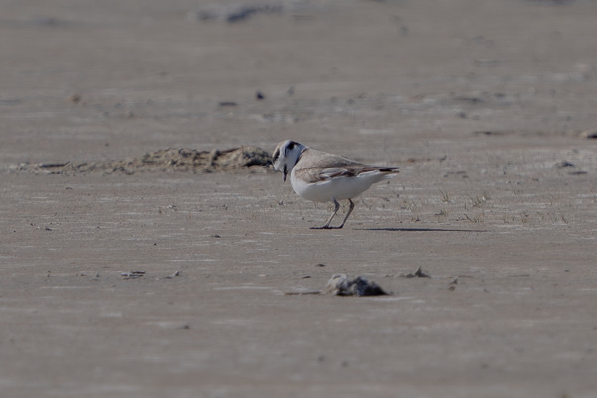 Snowy Plover - Robert Raker