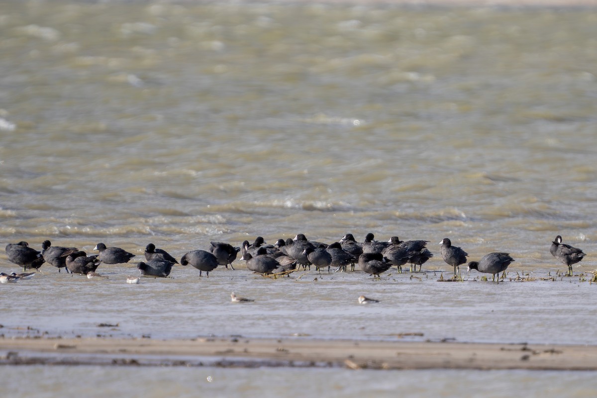 American Coot - Robert Raker