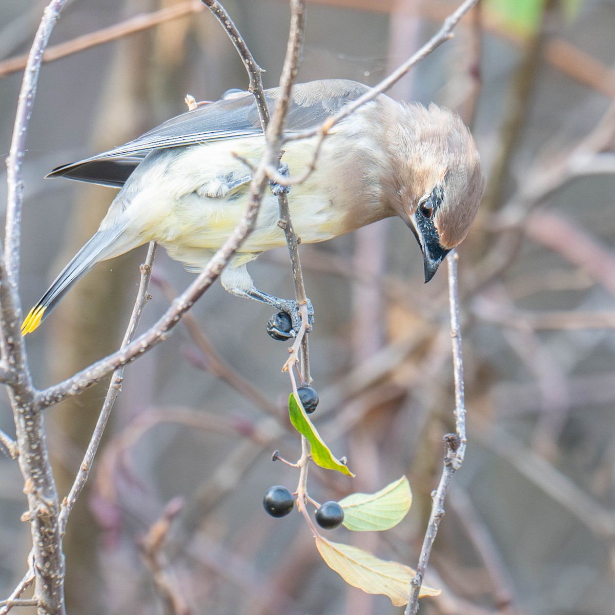 Cedar Waxwing - ML625617816