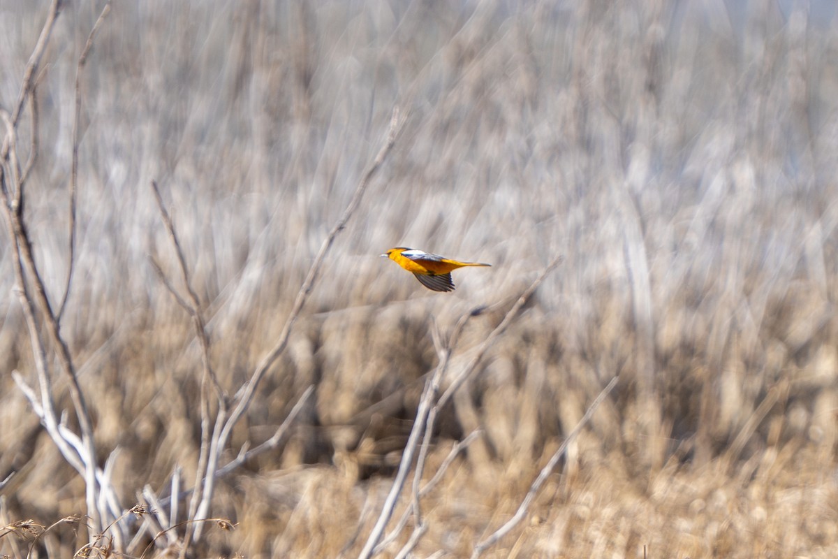 Bullock's Oriole - Robert Raker