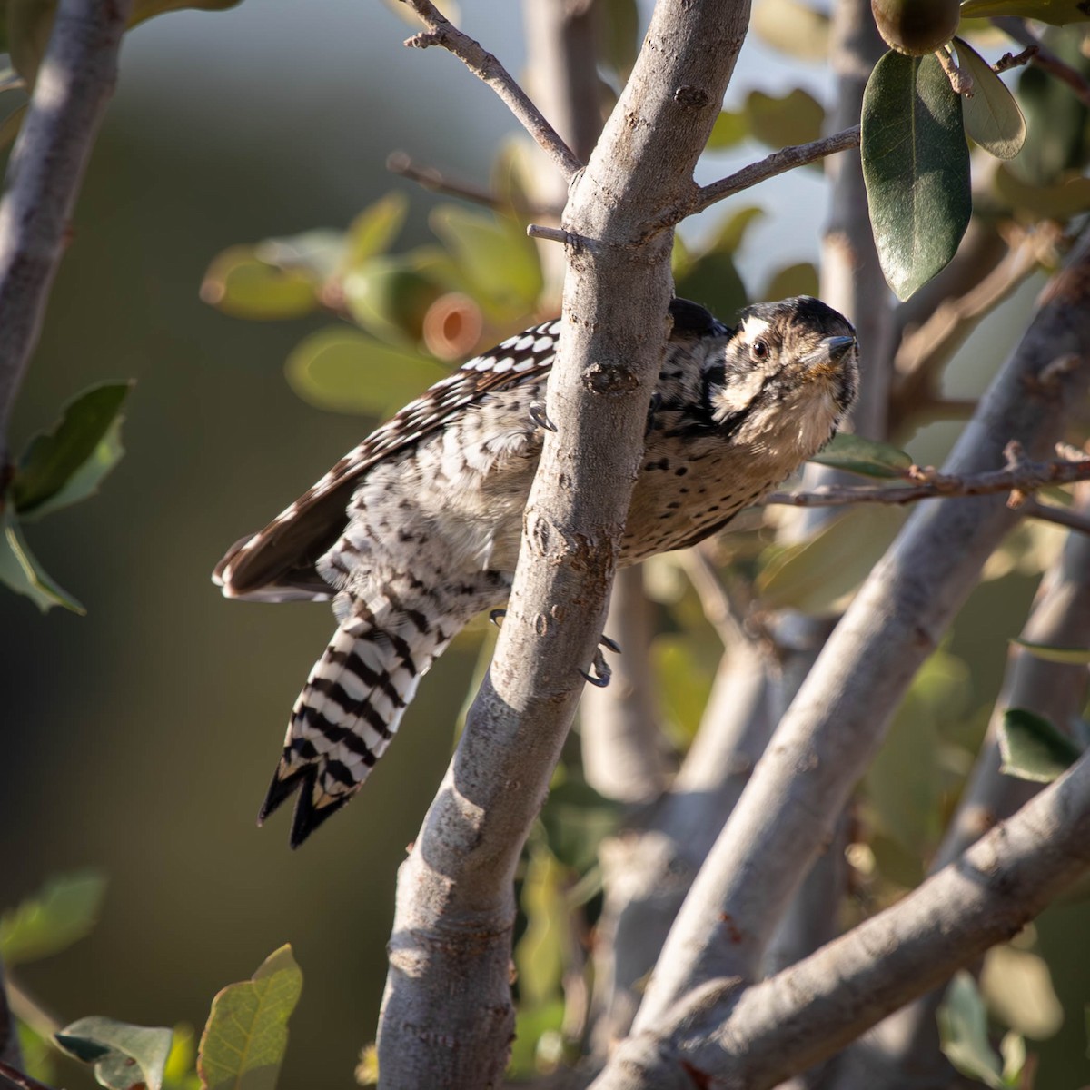 Ladder-backed Woodpecker - ML625617967