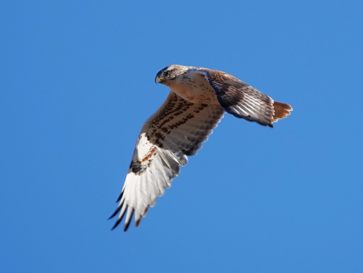 Ferruginous Hawk - ML625617972