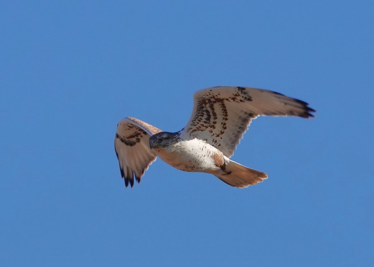 Ferruginous Hawk - ML625617976