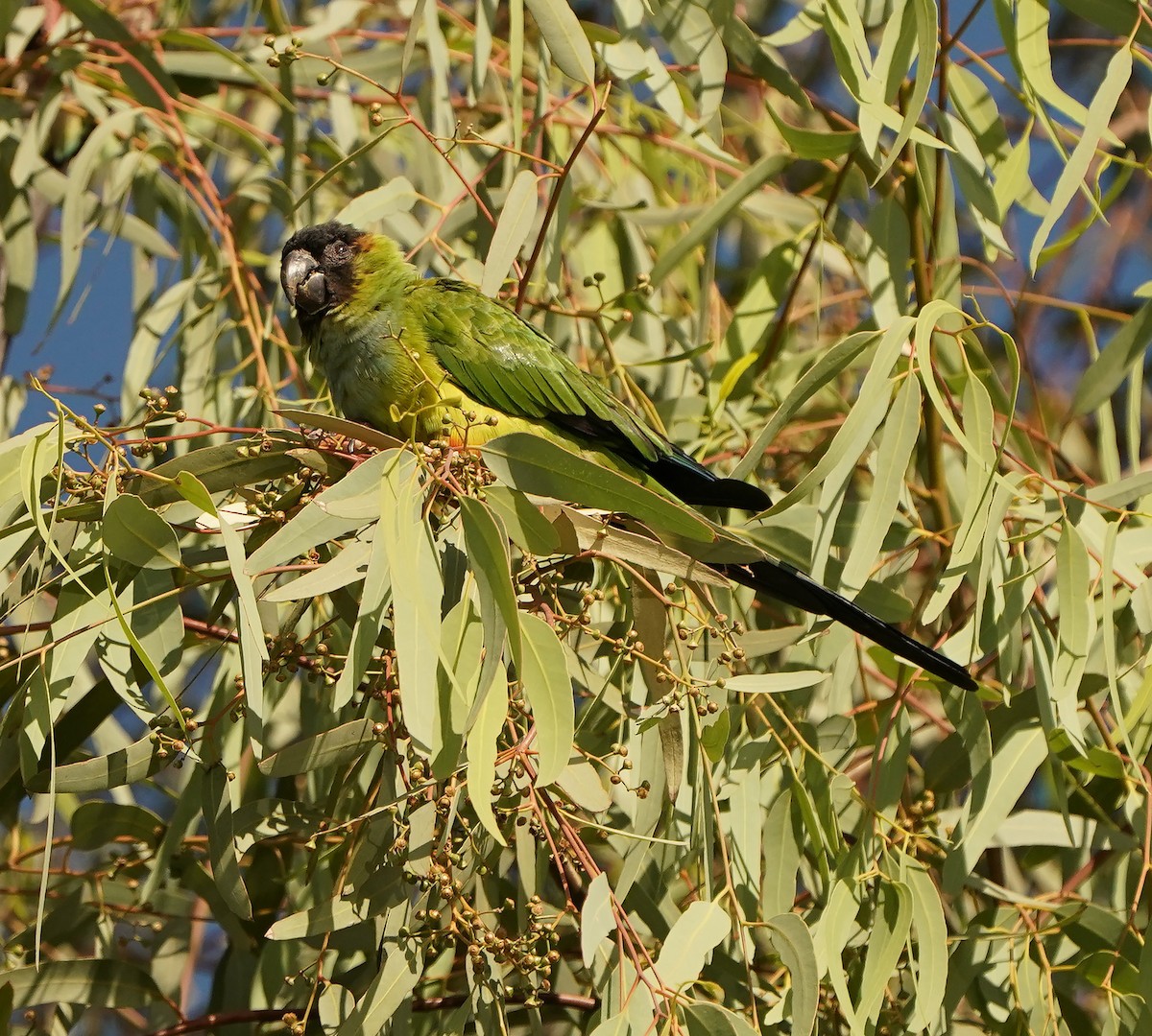 Nanday Parakeet - ML625618020