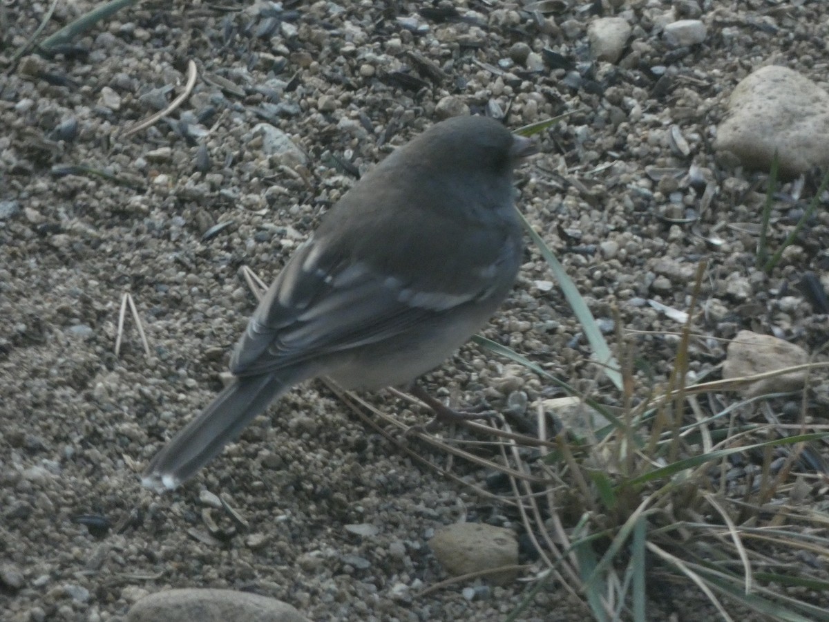Dark-eyed Junco (White-winged) - ML625618066