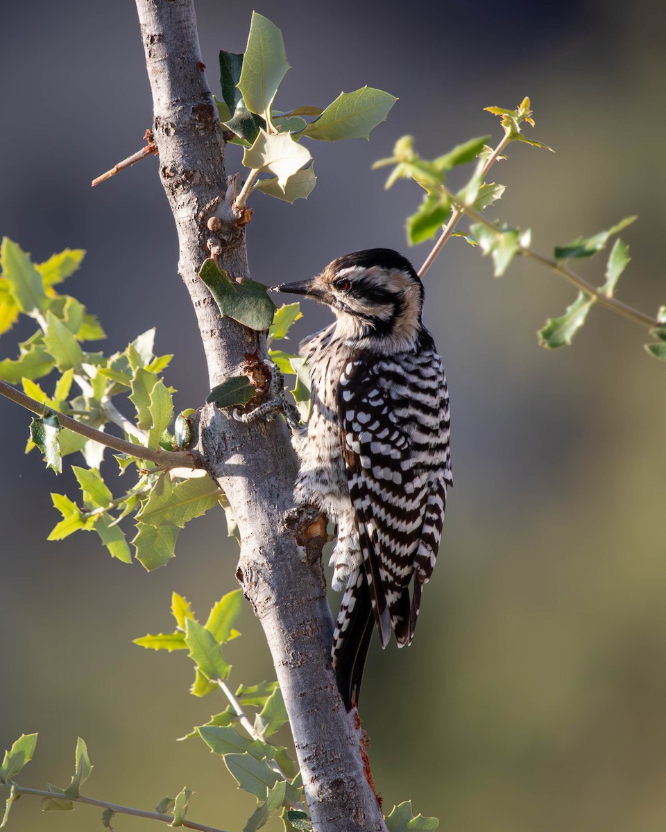 Ladder-backed Woodpecker - ML625618095