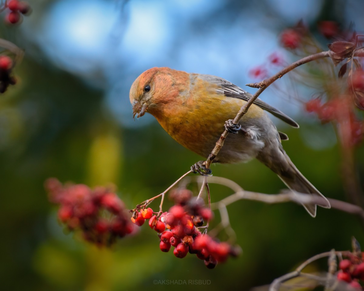 Pine Grosbeak - ML625618143