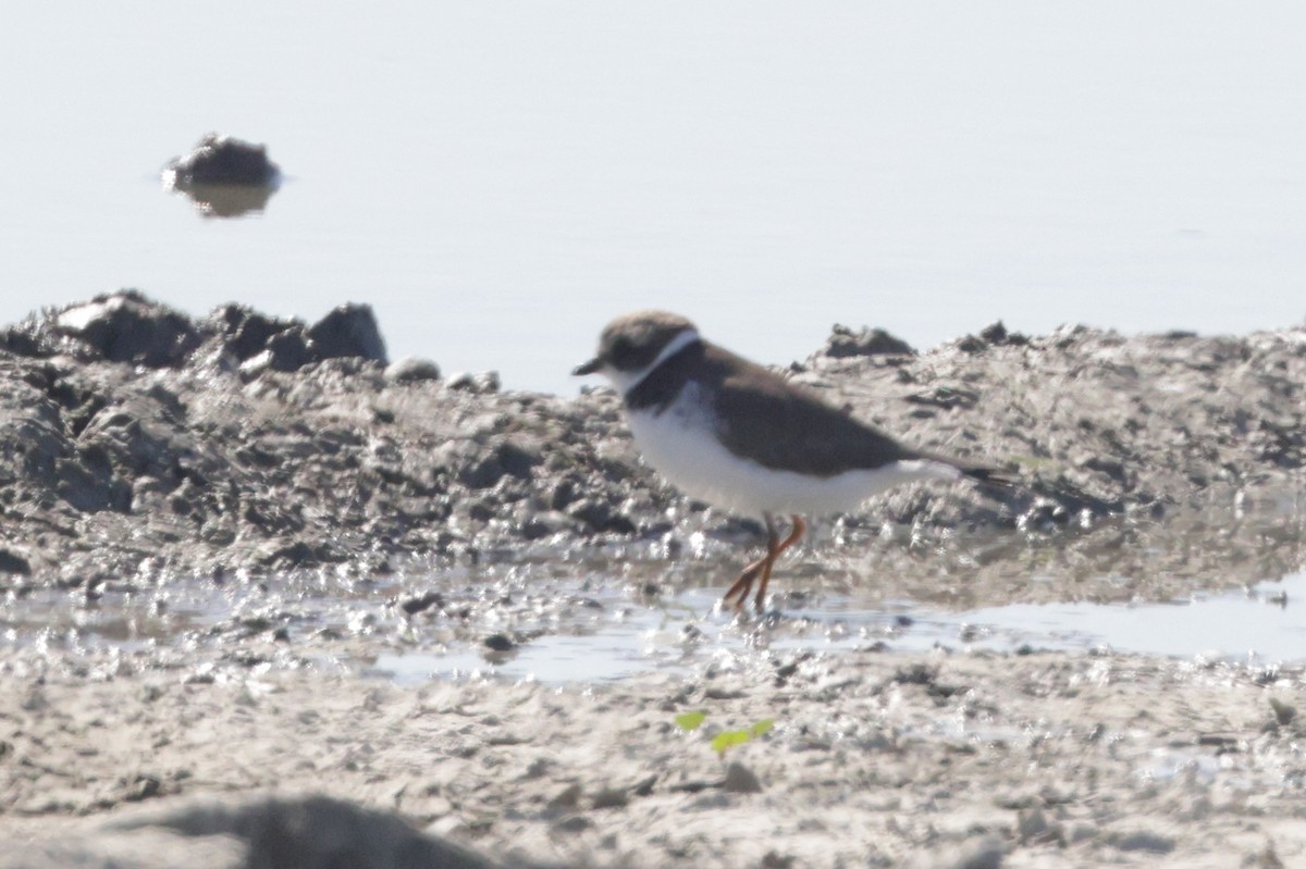 Common Ringed Plover - ML625618194