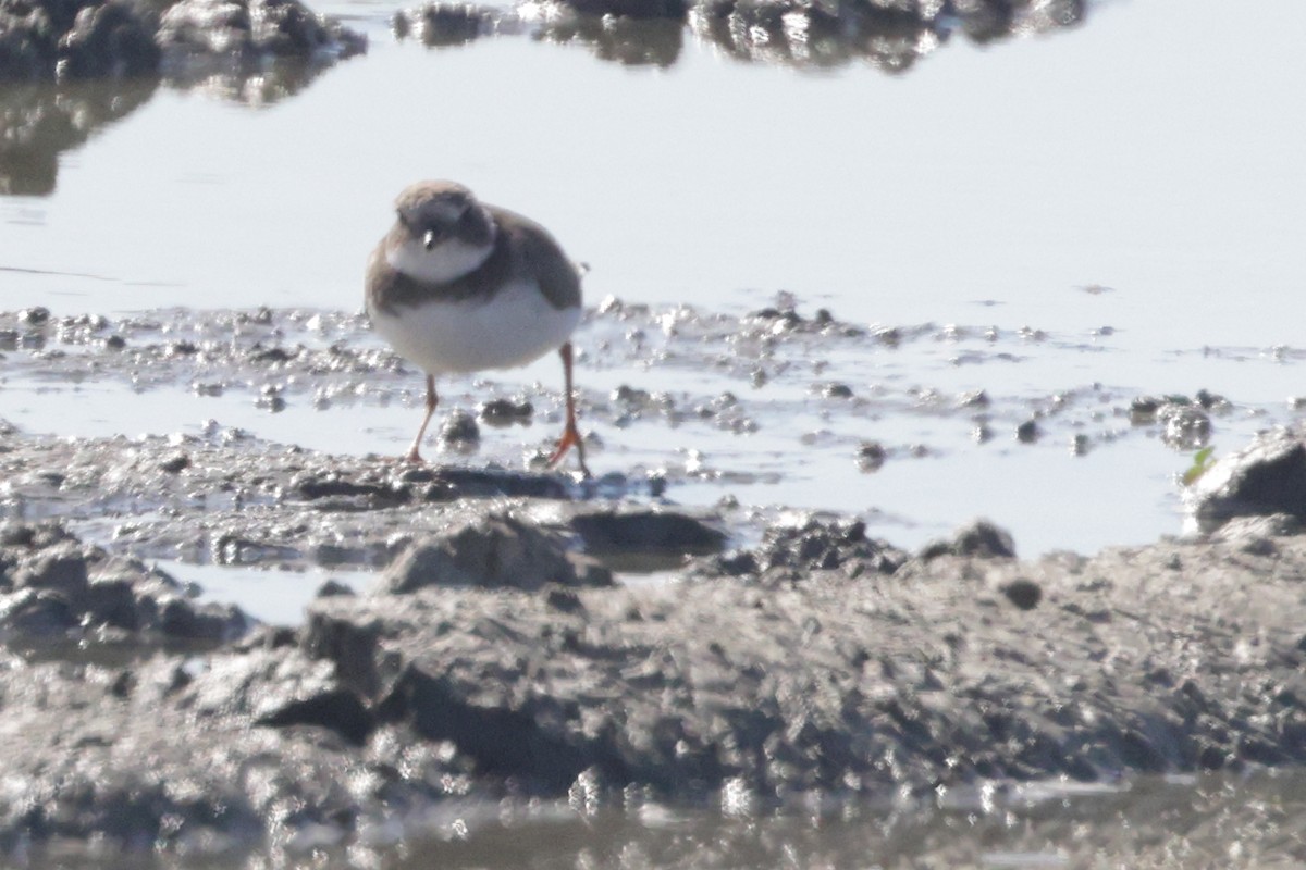 Common Ringed Plover - ML625618195