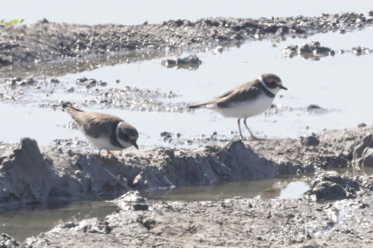 Common Ringed Plover - ML625618196