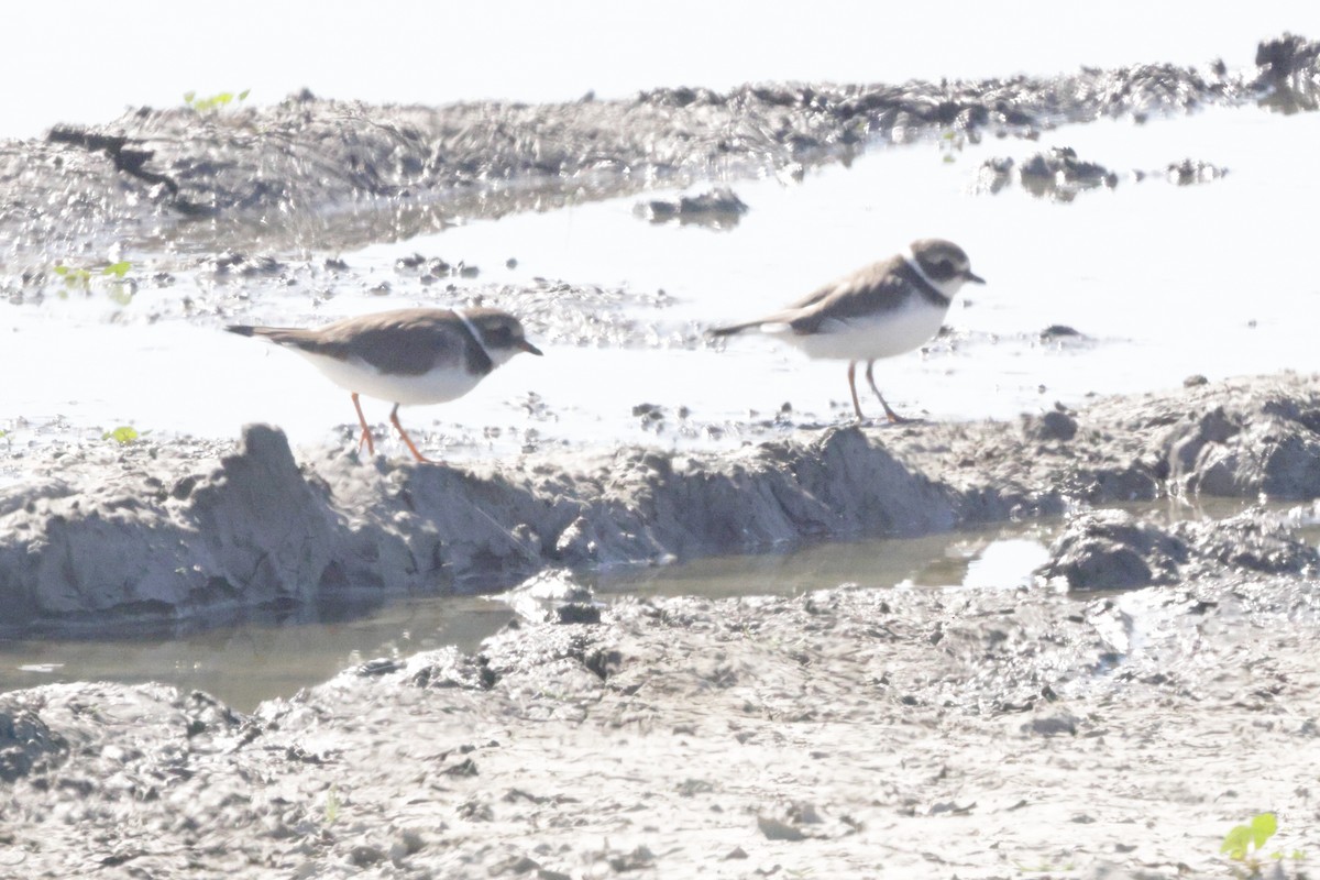 Common Ringed Plover - ML625618197