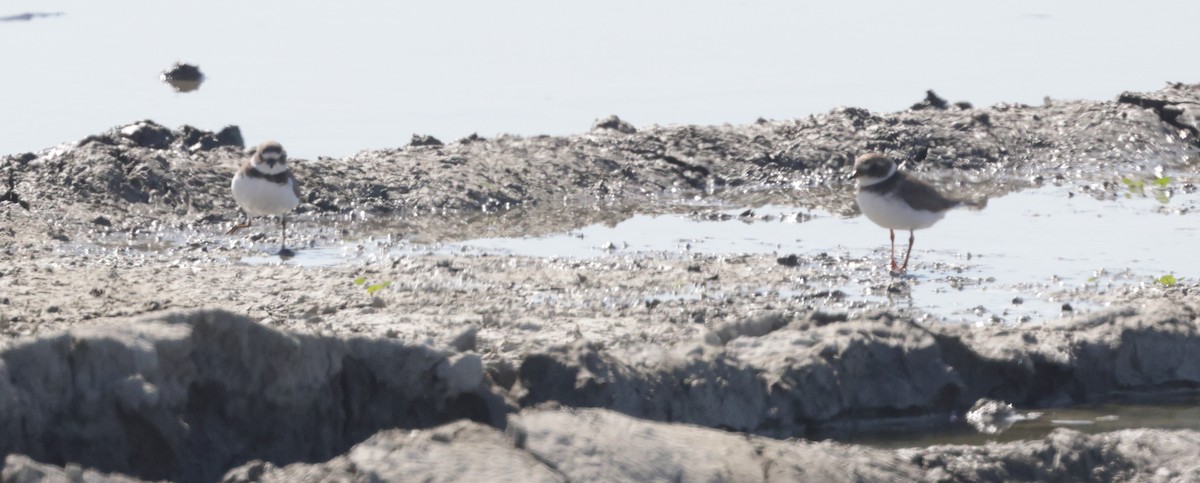 Common Ringed Plover - ML625618198