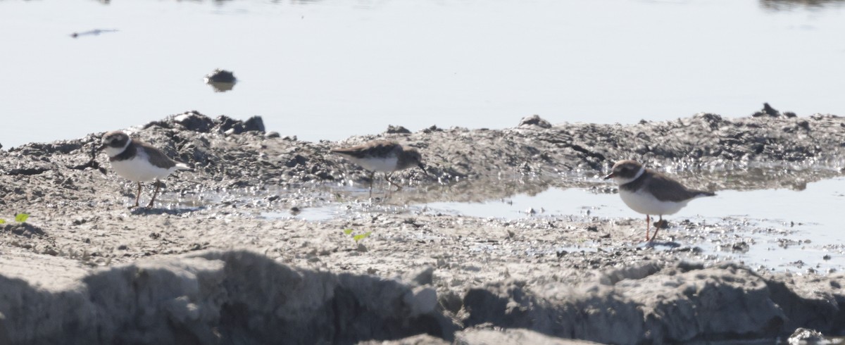 Common Ringed Plover - ML625618199