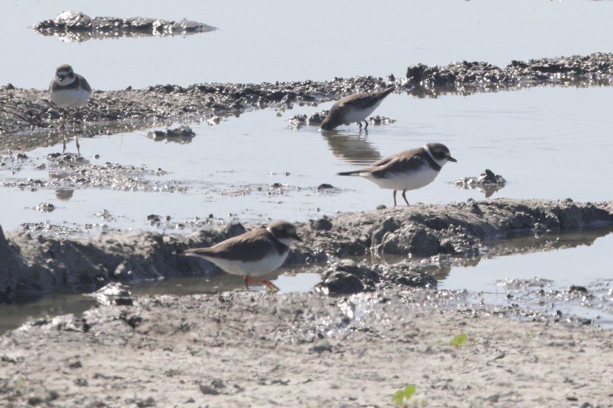 Common Ringed Plover - ML625618200