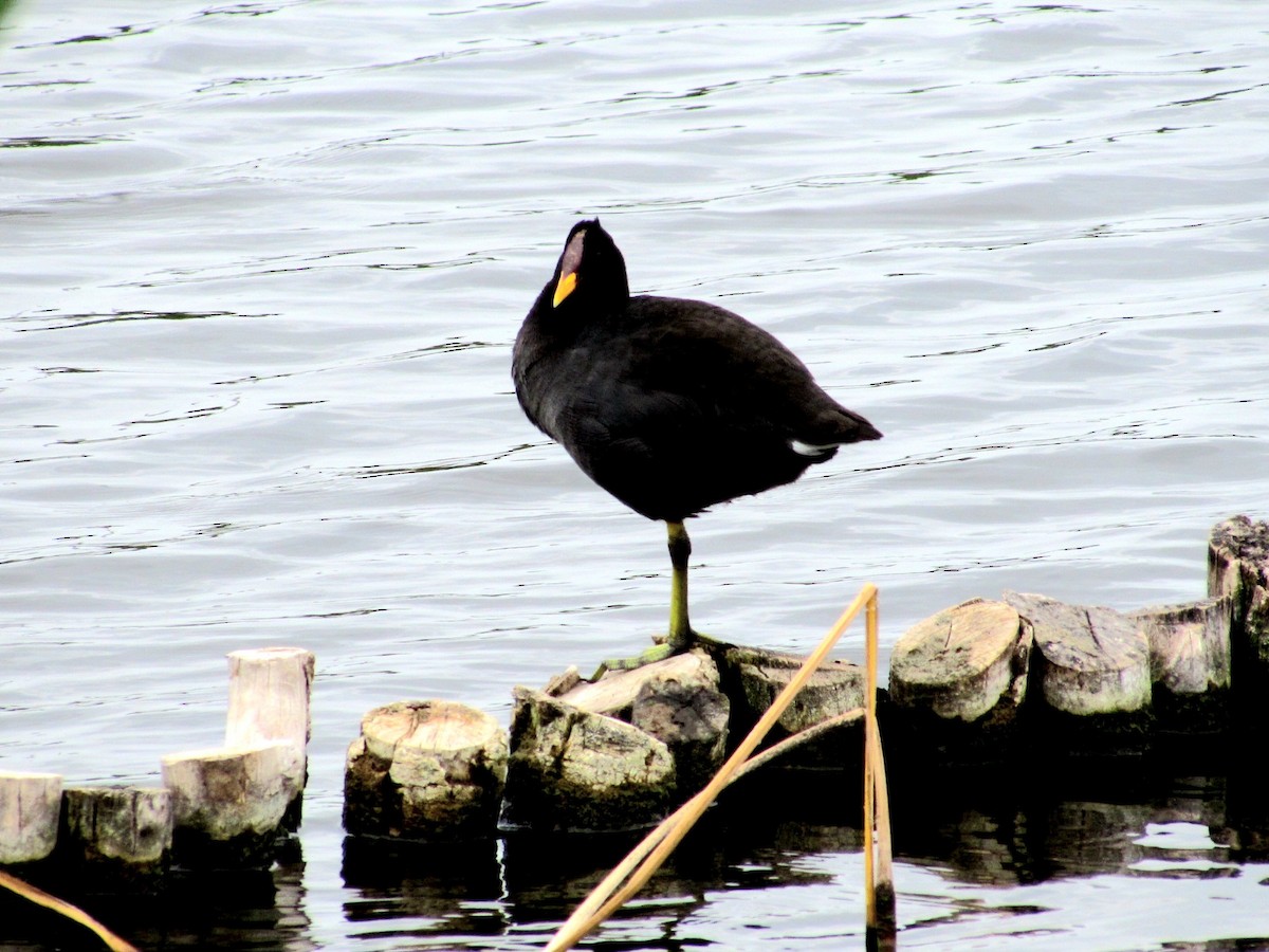 Red-fronted Coot - ML625618304