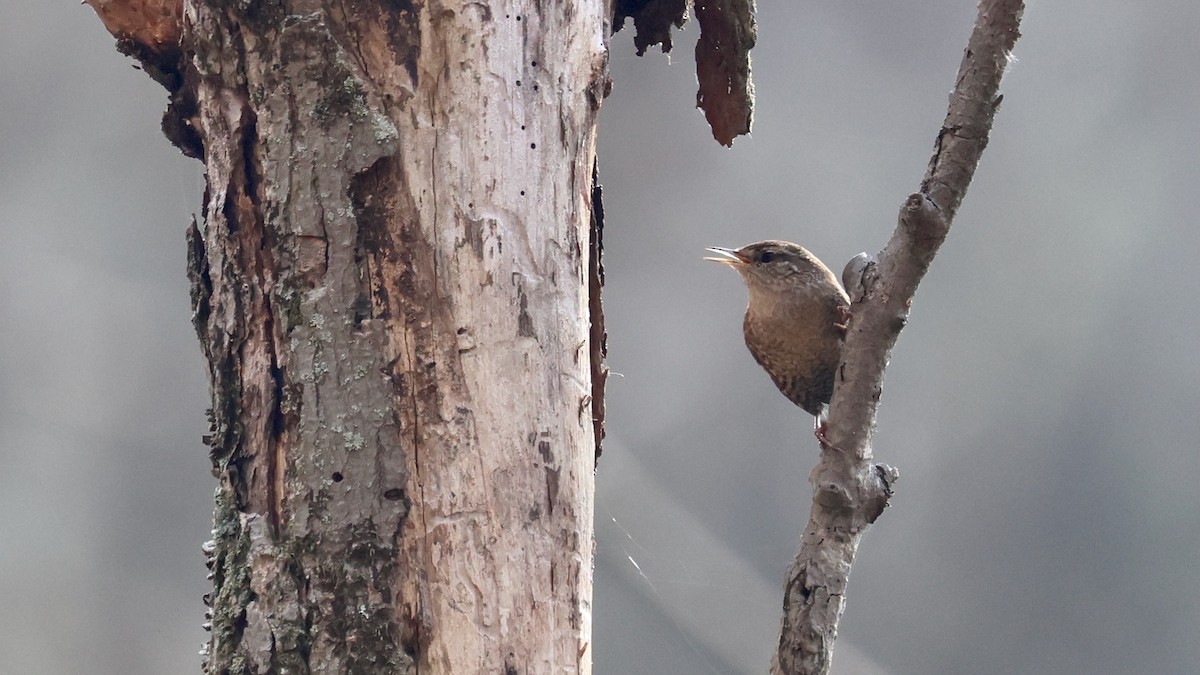 Winter Wren - ML625618308