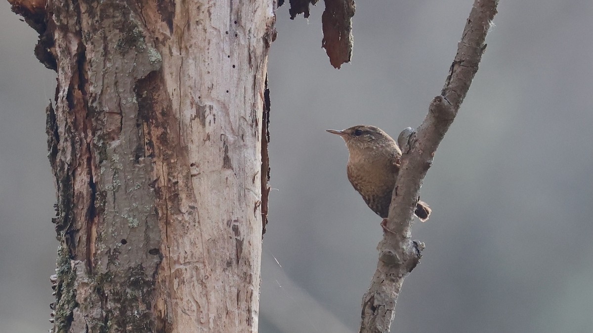 Winter Wren - ML625618309