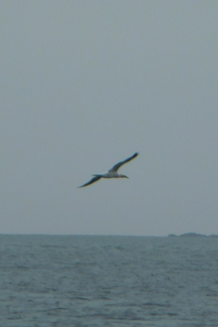 Northern Gannet - Tim E.