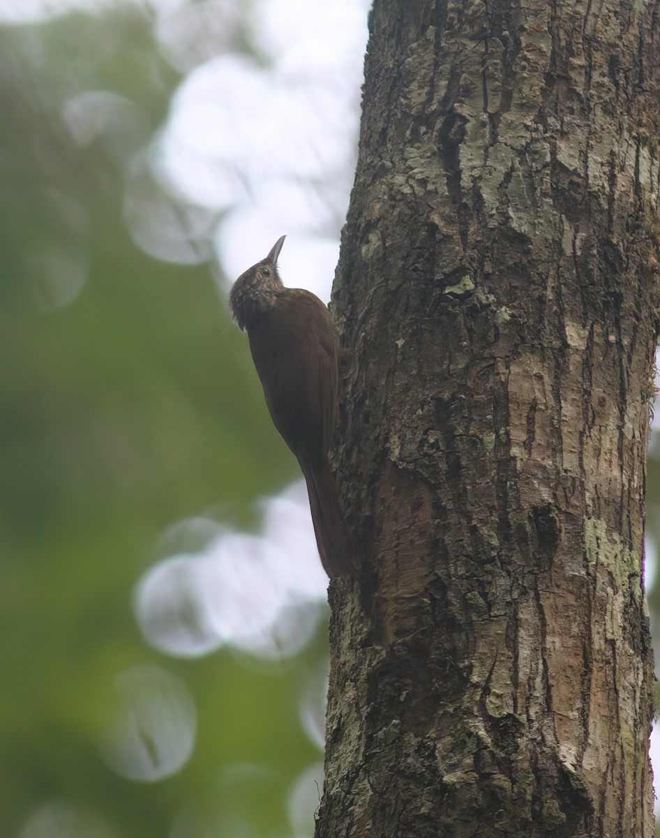 Piping Woodcreeper - ML625618398