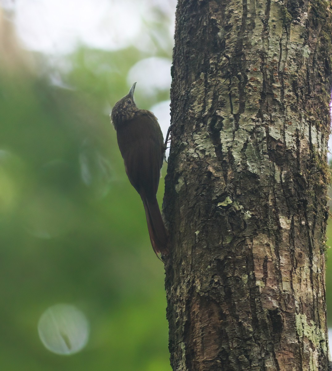 Piping Woodcreeper - ML625618399