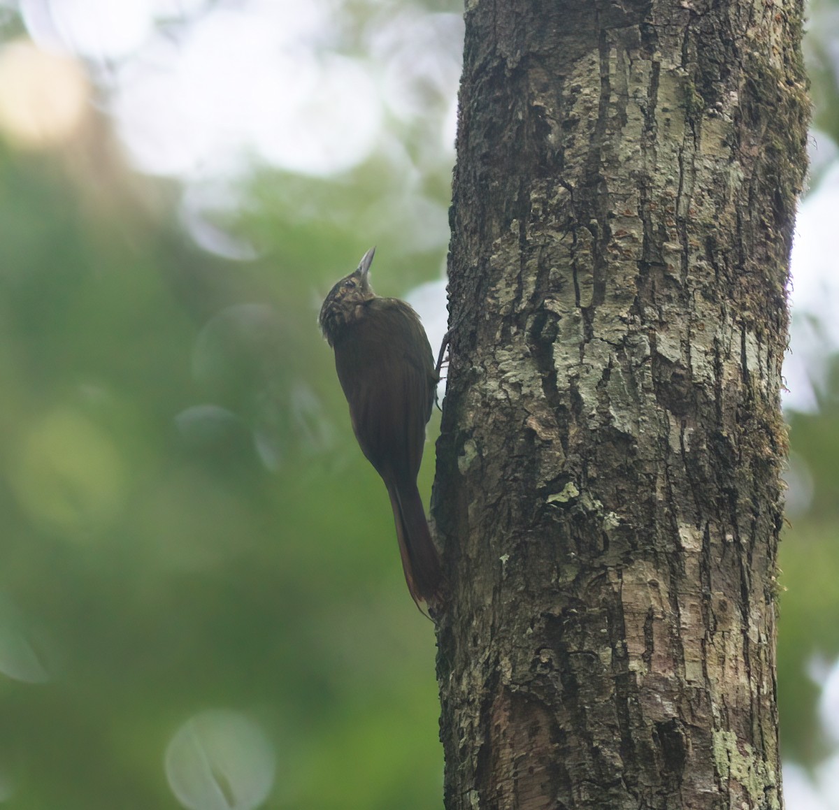 Piping Woodcreeper - ML625618400