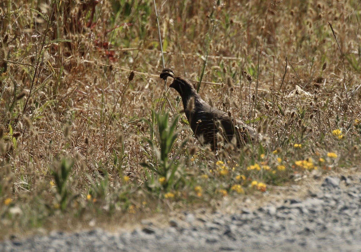 California Quail - ML62561841