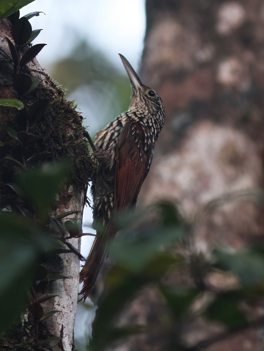 Black-striped Woodcreeper - ML625618430