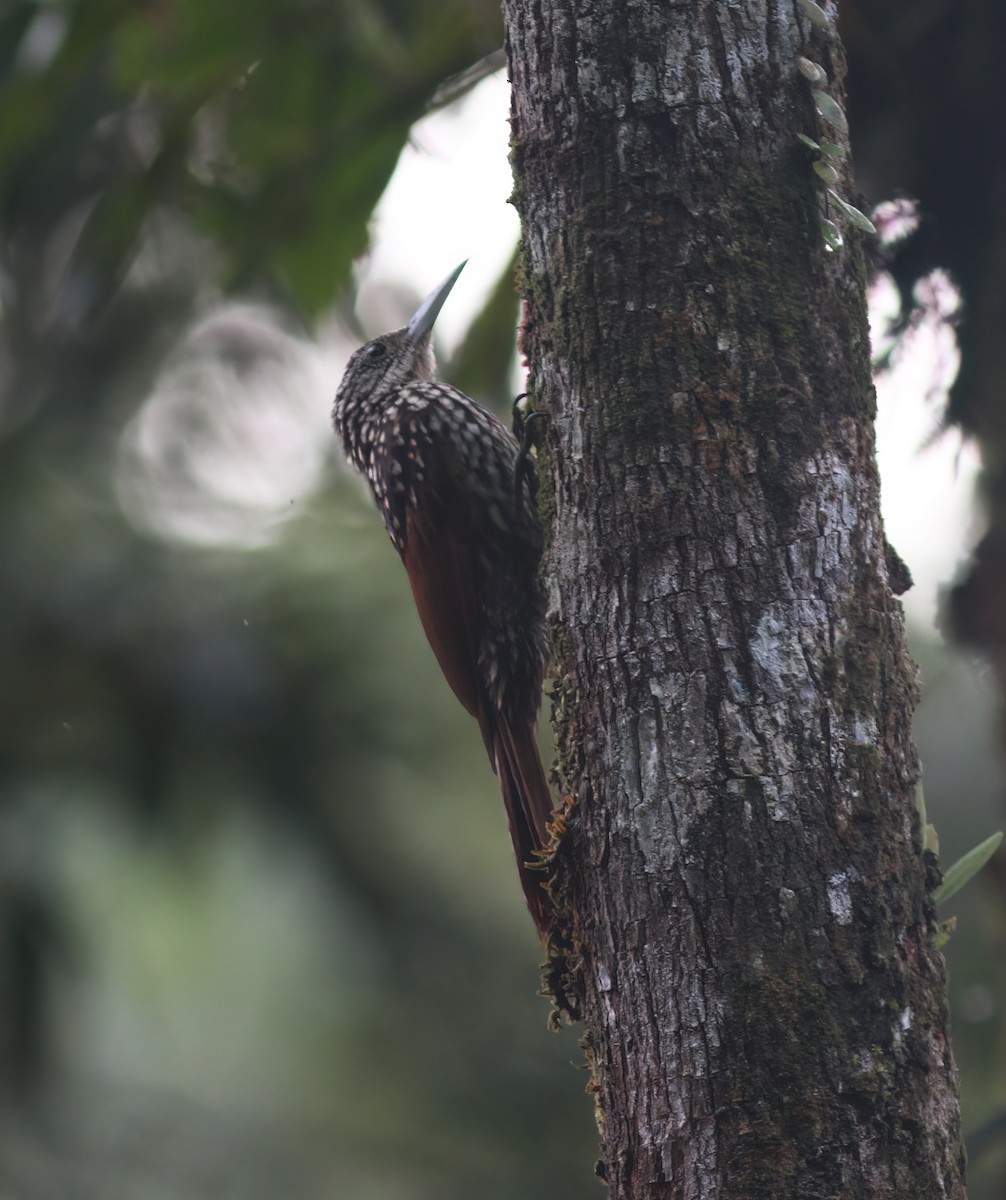 Black-striped Woodcreeper - ML625618431