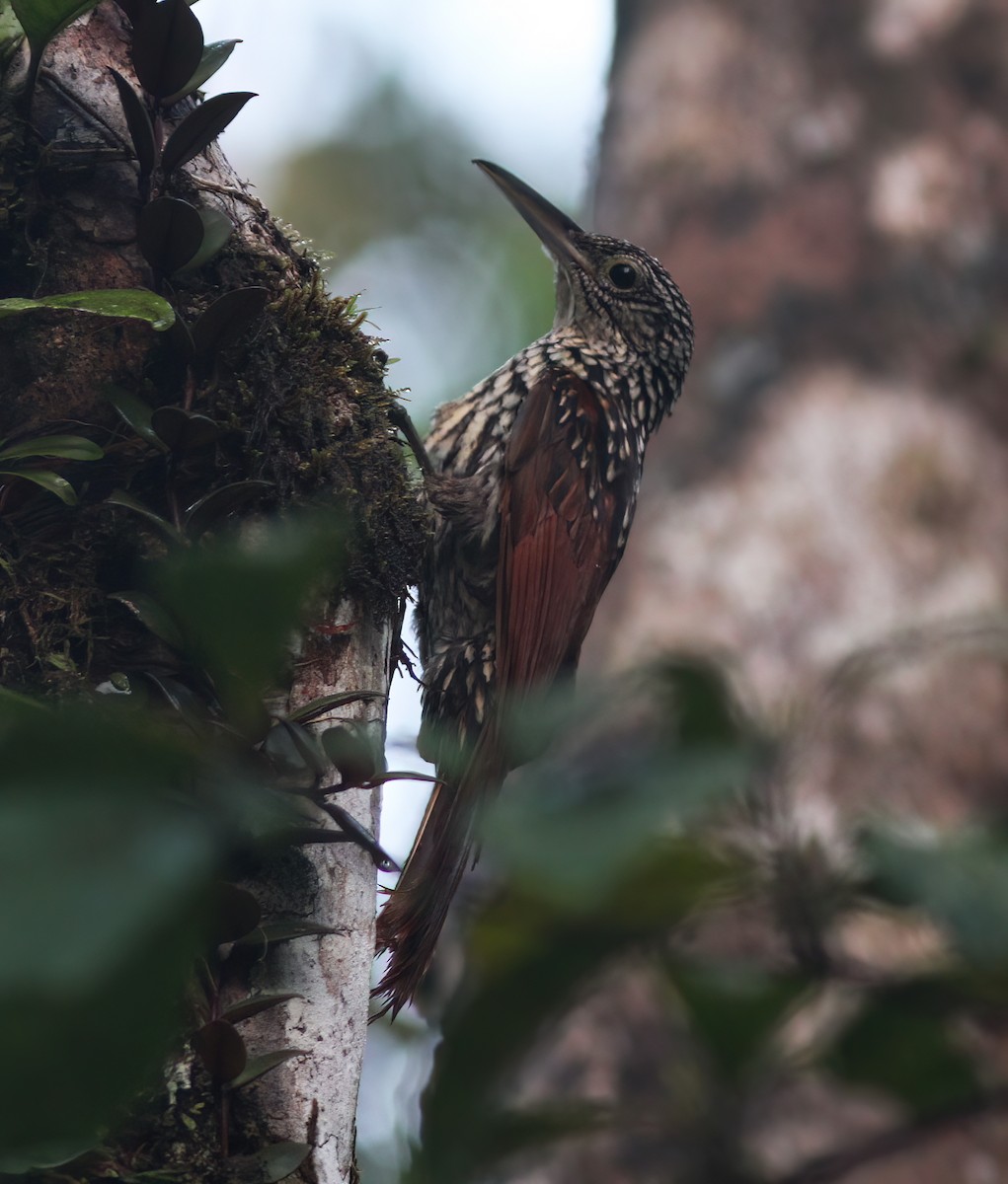 Black-striped Woodcreeper - ML625618432