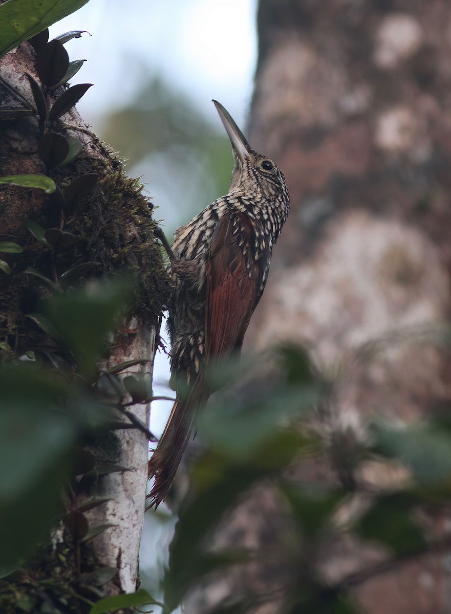 Black-striped Woodcreeper - ML625618433