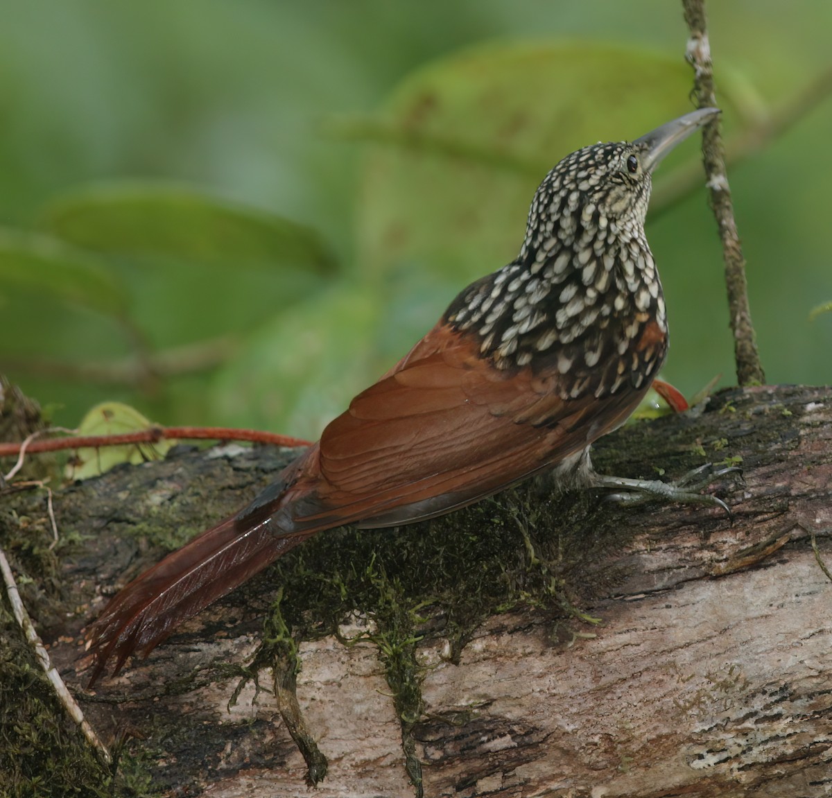 Black-striped Woodcreeper - ML625618434