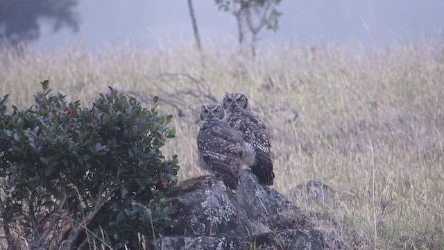 Great Horned Owl - ML625618559