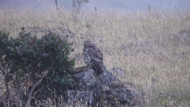 Great Horned Owl - ML625618632