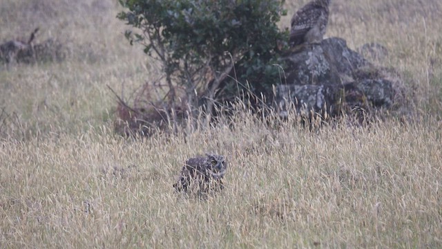 Great Horned Owl - ML625618650